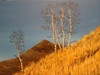 View #1