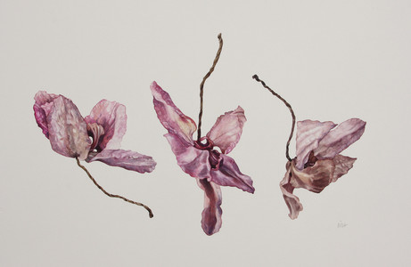 Fallen (Dried Orchid Blossoms)