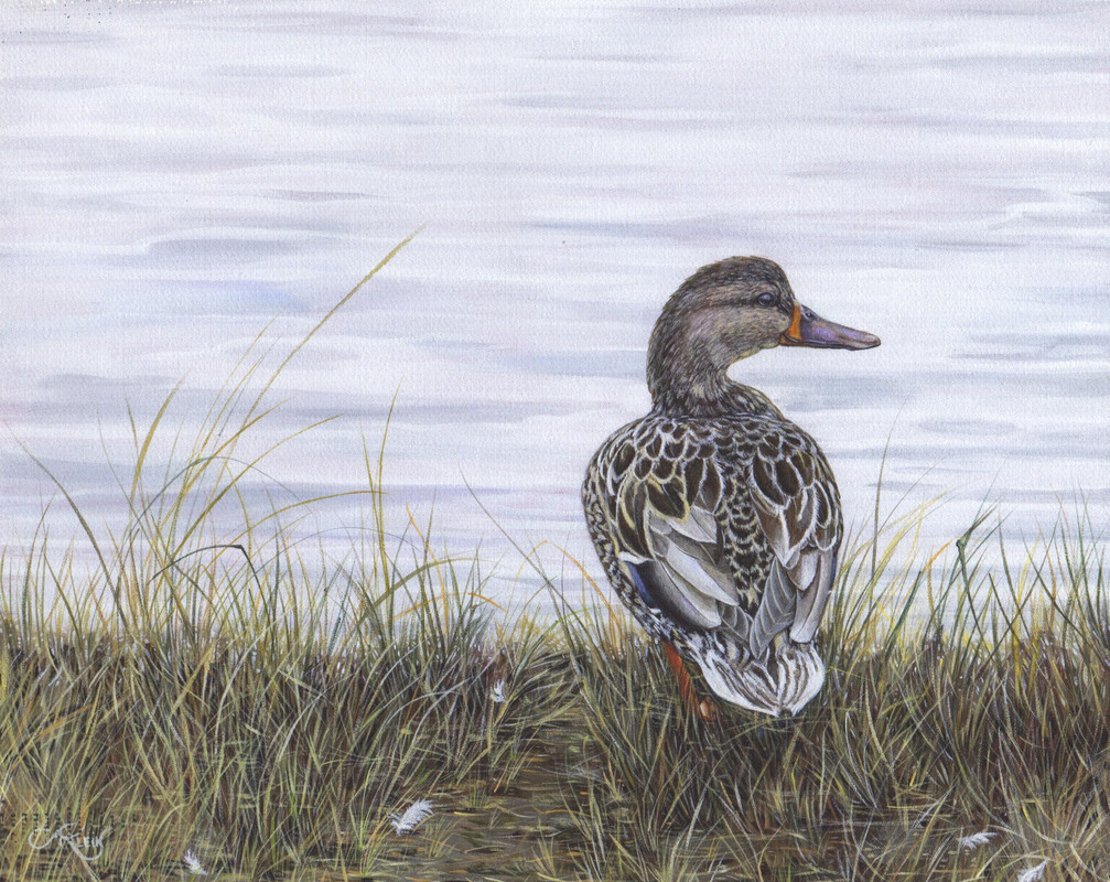 Mallard Hen