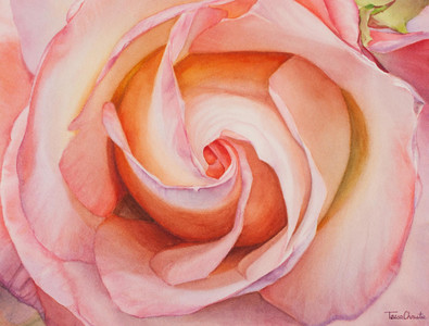 Rose Swirl