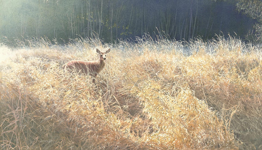 Deer in Tall Grass