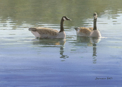 Geese on Deer Lake