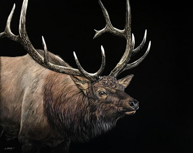 Wapiti