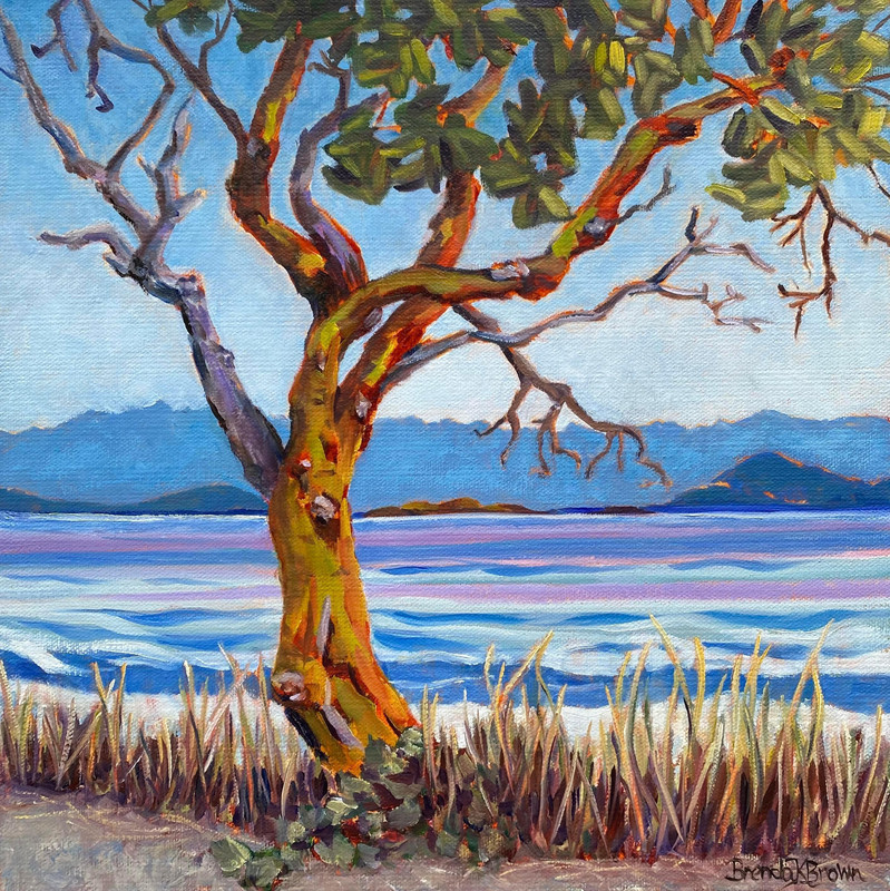 Windswept Arbutus