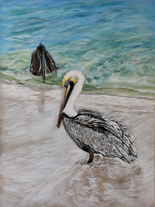 Brown Pelicans