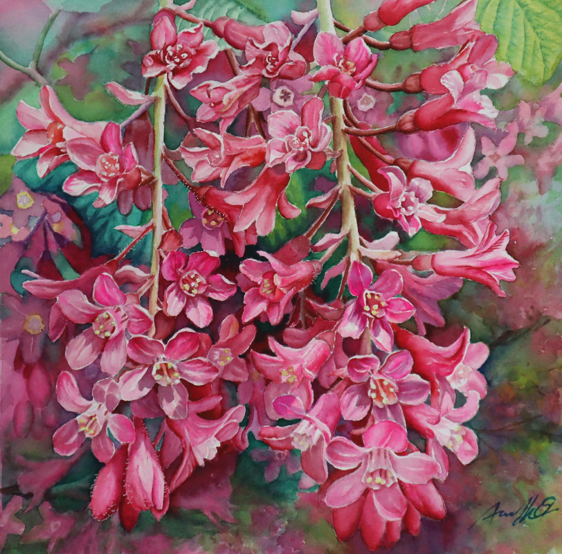 Red Flowering  Currant