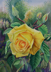 A Yellow Rose