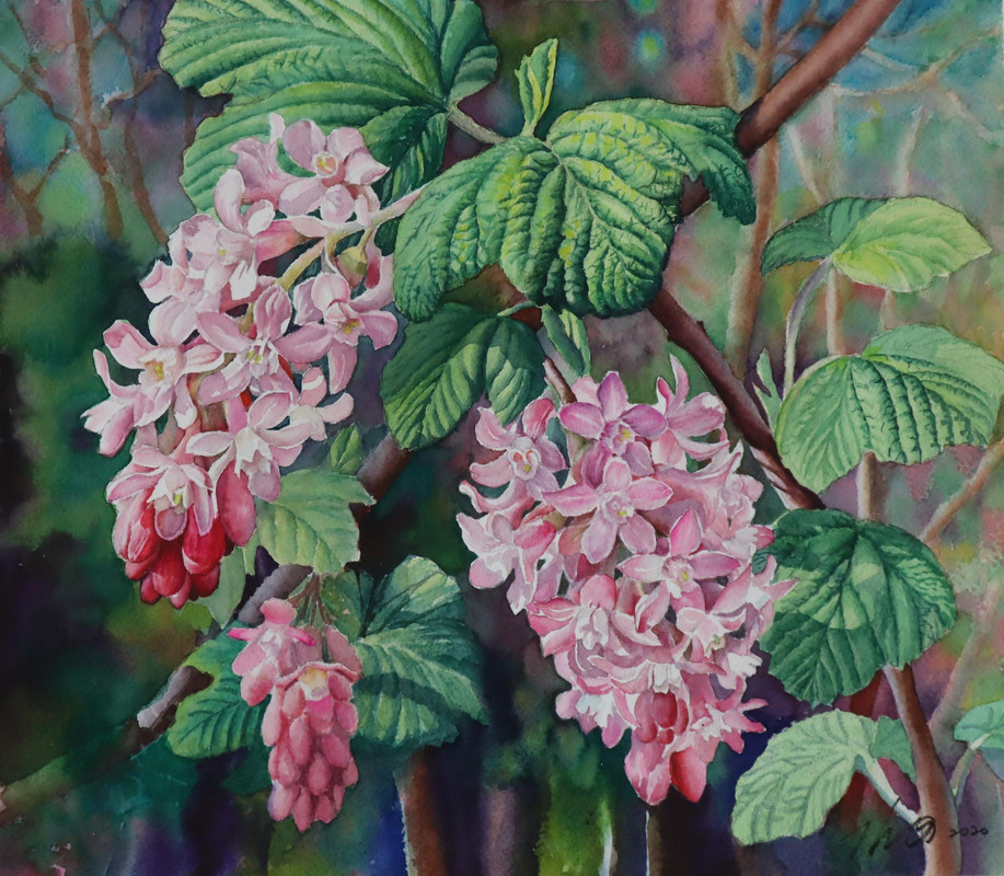 Flowering Currant