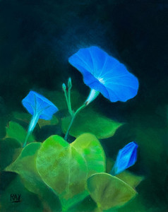Three Morning Glories