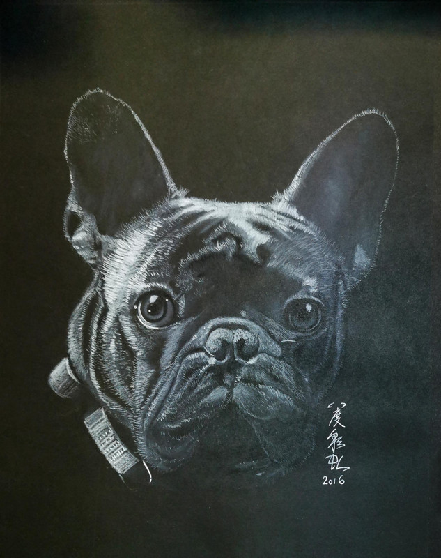 French Bull Dog