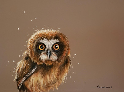 Baby Saw Whet Owl