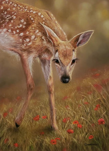 In Poppies