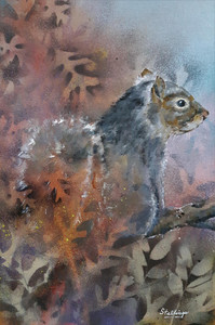 Eastern Grey Squirrel in Bur Oak