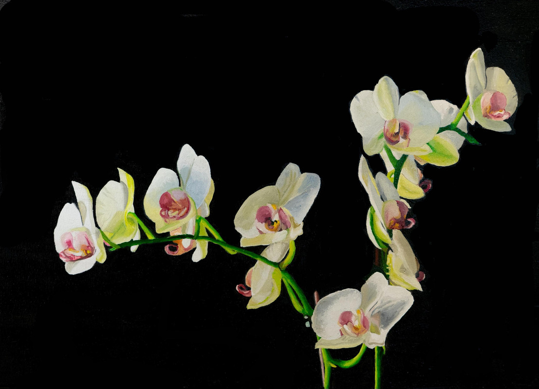 Christine&rsquo;s Orchids