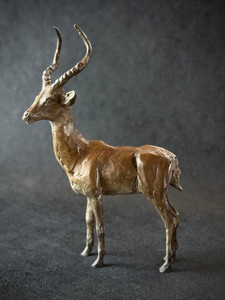 Impala Buck
