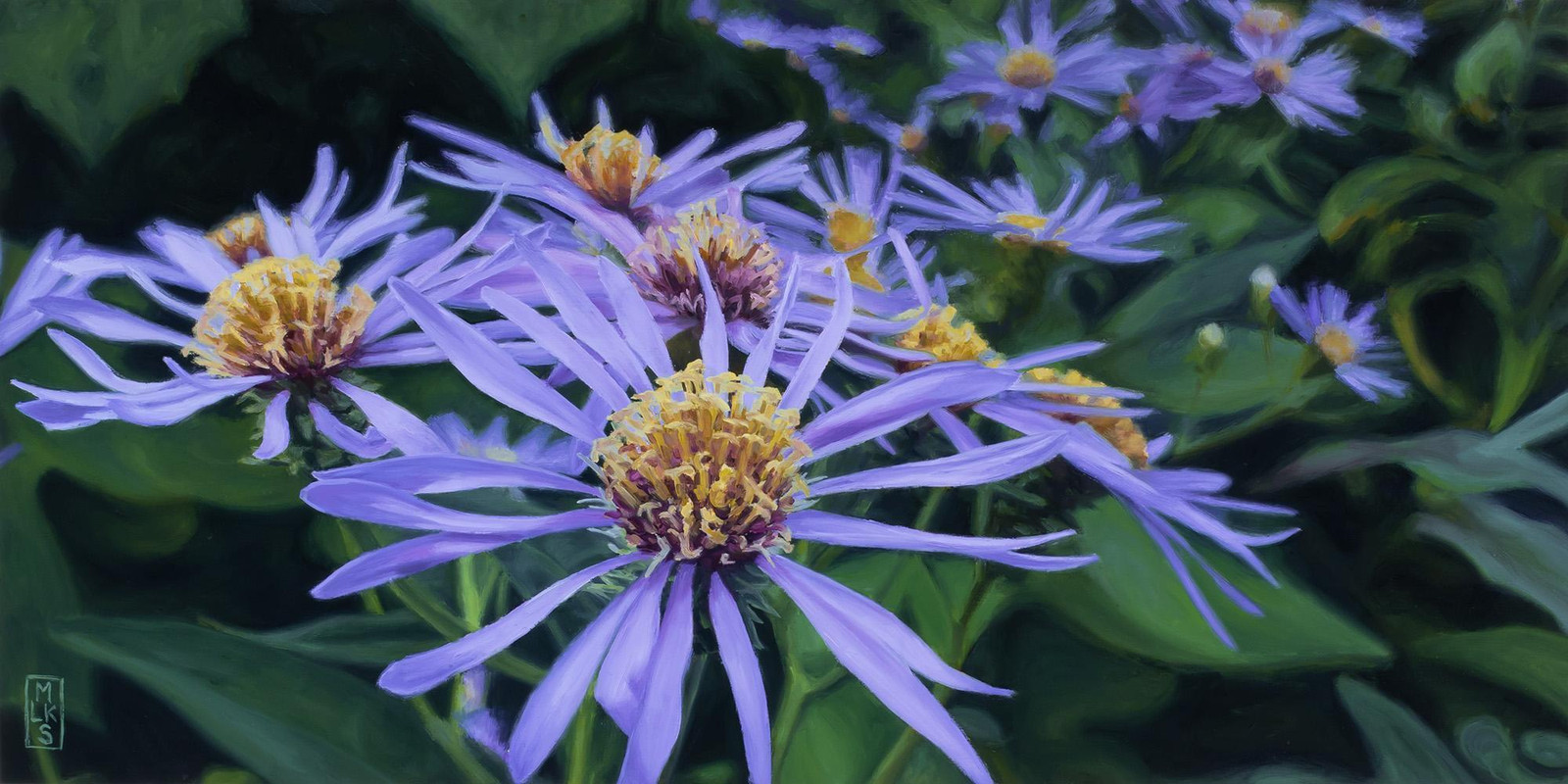 Asters in Morning Shade