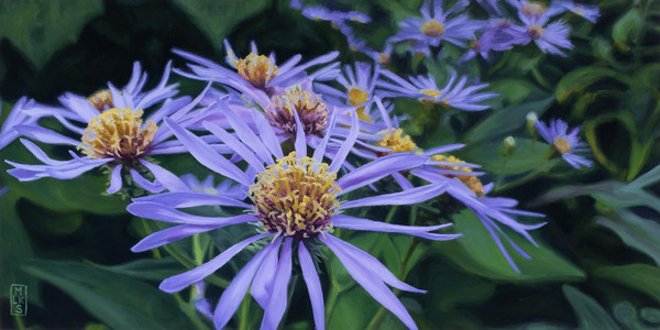 Asters in Morning Shade
