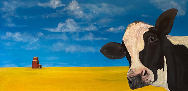 Curious cow of prairie