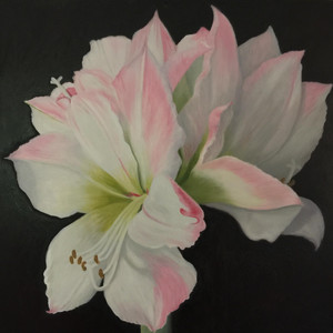 Candy Amaryllis