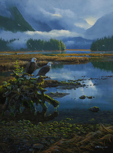 Bald Eagles: Waiting For Salmon In Kynoch Inlet