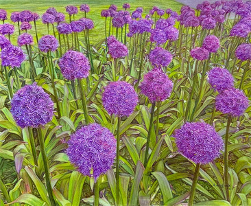 March of the Purple Alliums