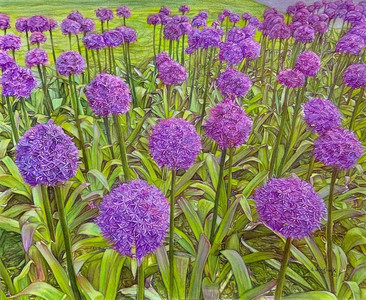 March of the Purple Alliums