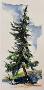 Twisting Fir on Fairwinds First Hole