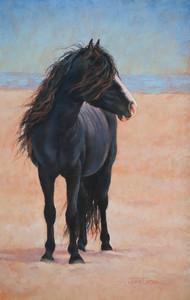 Sable Island Stallion (Juror Artwork)