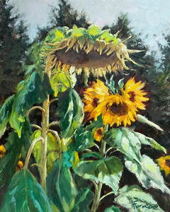 Sunflowers at the Commons