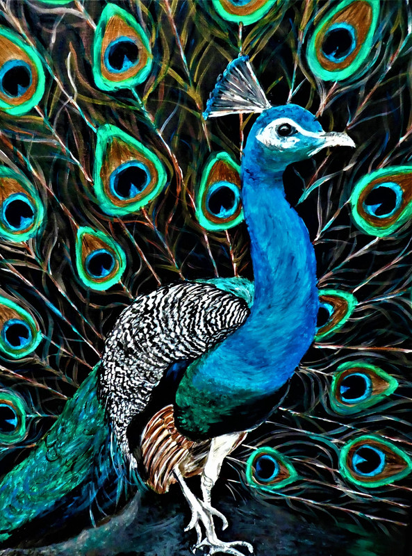 Peacock Pride