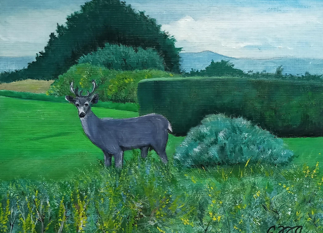 Saltair Stag