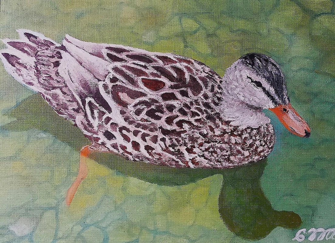 Duck Reflections