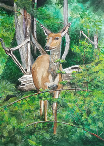 Wildlife Off the Biking Trail