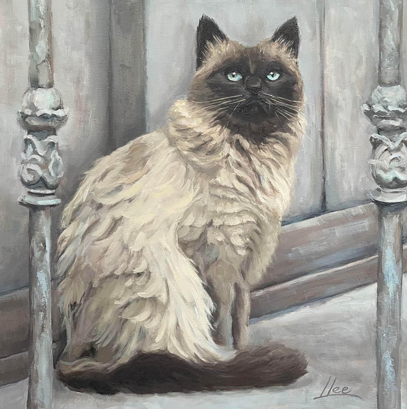 Chat de Provence