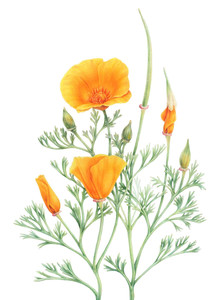 California Poppies