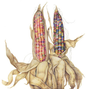 Glass Gem Corn