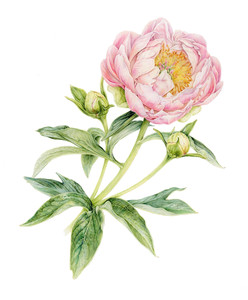 Abalone Pearl Peony