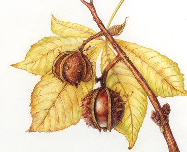 Horse Chestnut