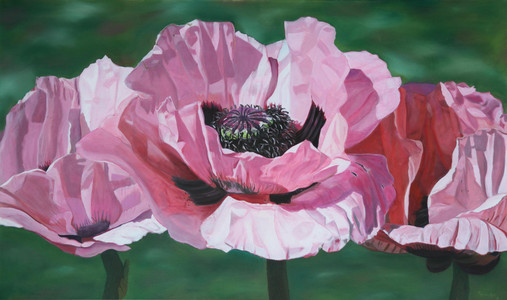 Oriental Poppies in Pink