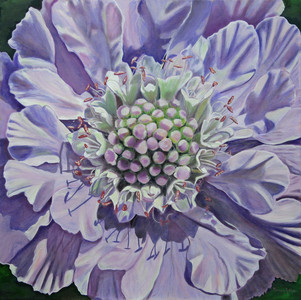 Pincushion Flower in Mauve