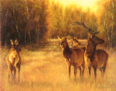 Evening Elk