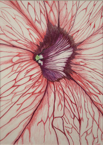 Petunia Study