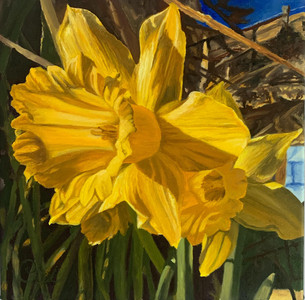 Glorious Daffodils
