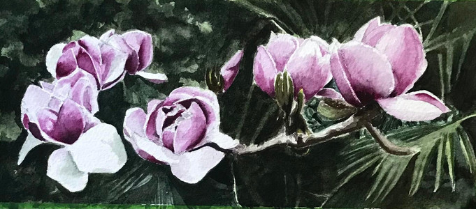 Magnolias