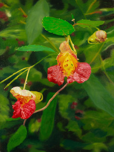 Jewel Weed