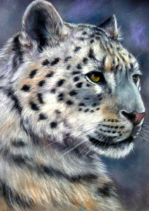 Ona Snow Leopard