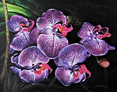 Orchids