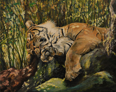 Tiger siesta
