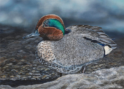 Lumi&egrave;re sur la sarcelle d'hiver