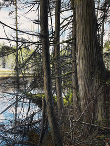 Beaver Pond